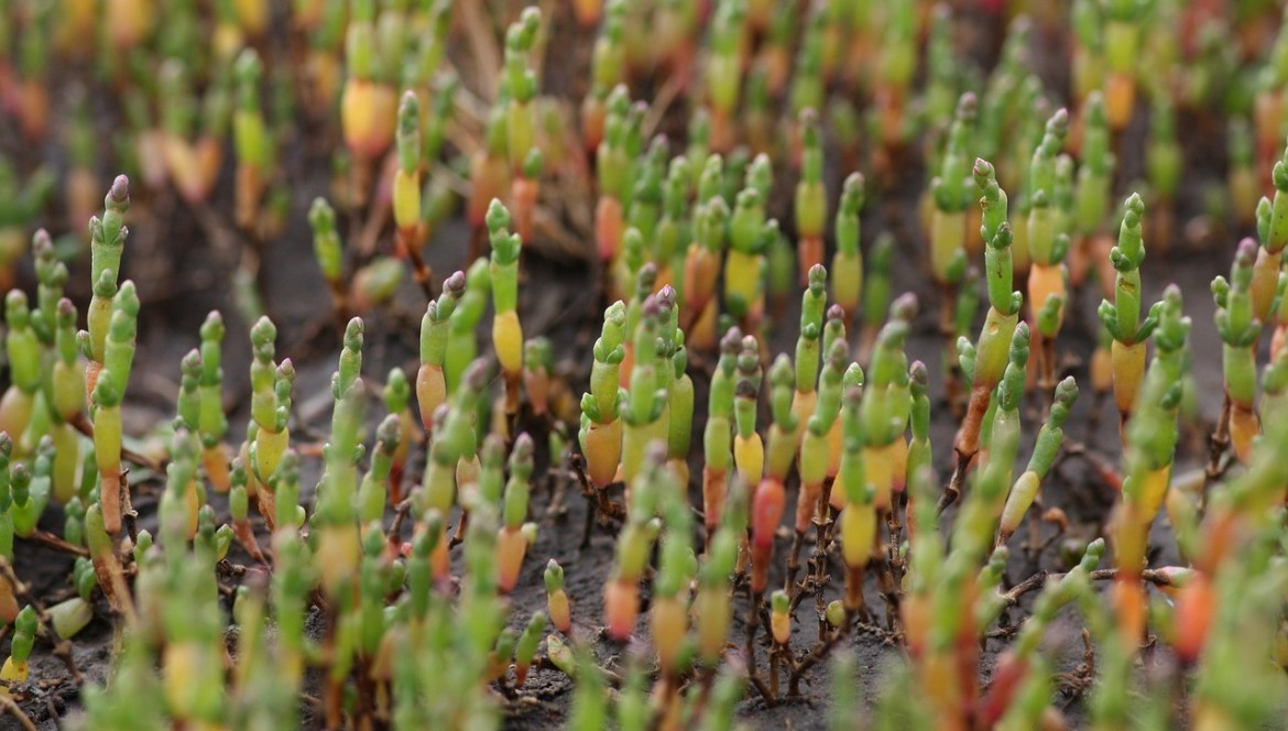 Glasswort: an Atlantic coastal plant with many virtues